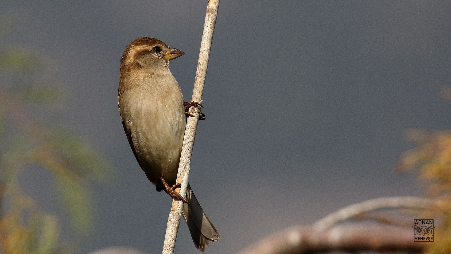 Spanish Sparrow